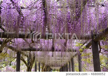 Wisteria trellis Wisteria trellis 48800052