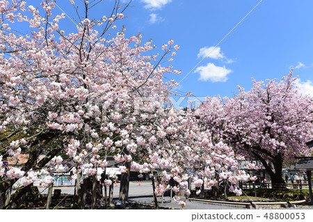 百年櫻花 百年櫻花 48800053