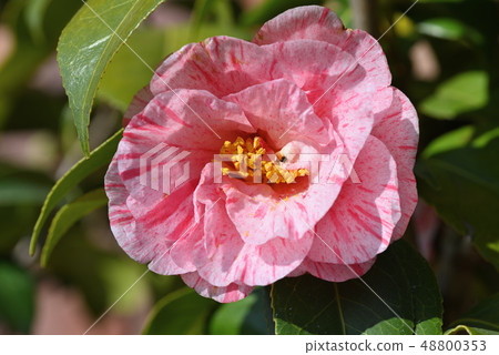 Camellia (white nishiki) 48800353