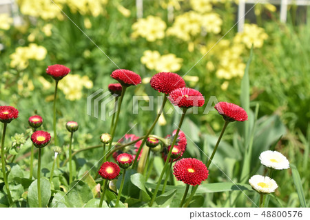 雛菊(雛菊菊花) 雛菊(雛菊菊花) 48800576