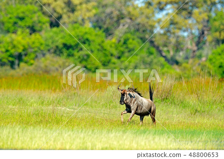 Blue wildebeest, Connochaetes taurinus 48800653