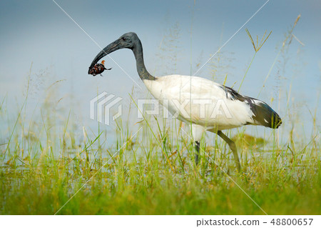 Bird in water grass with big insect in the bill. Bird in water grass with big insect in the bill. 48800657