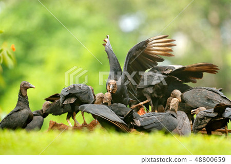 Carcass with vultures. Wildlife from Panama Carcass with vultures. Wildlife from Panama 48800659