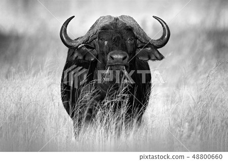 African Buffalo, Cyncerus cafer, in the grass African Buffalo, Cyncerus cafer, in the grass 48800660