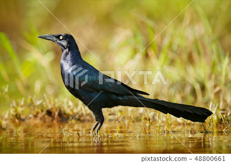 Quiscalus mexicanus, Great-tailed Grackle 48800661