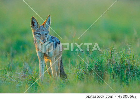 Jackal and evening sunlight, walking in the grass Jackal and evening sunlight, walking in the grass 48800662