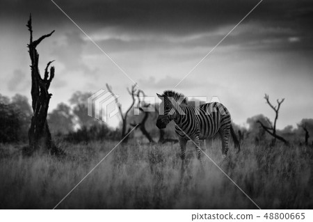 Burchell's Zebra with dark stormy sky. 48800665