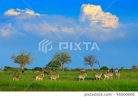 Zebras with blue sky and storm clouds. 48800666