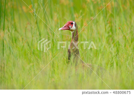 Spur-winged goose, Plectropterus gambensis Spur-winged goose, Plectropterus gambensis 48800675
