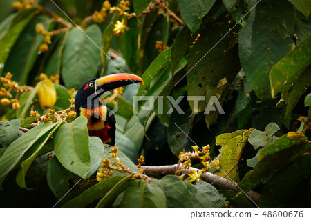 Fiery-billed Aracari, Pteroglossus frantzii 48800676