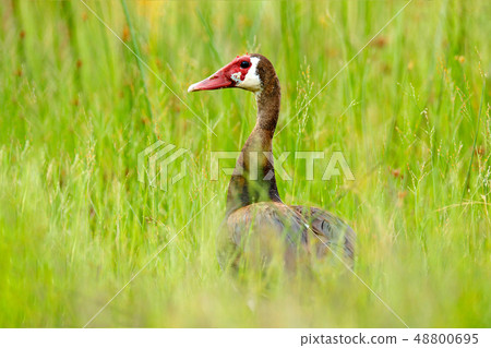 Spur-winged goose, Plectropterus gambensis 48800695