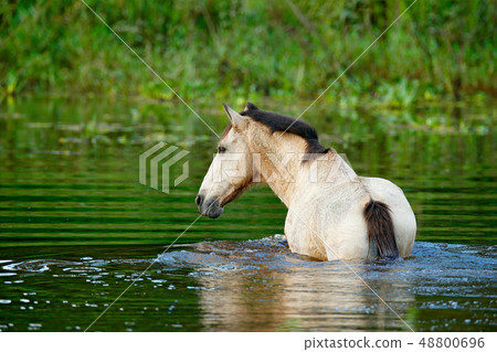 Horse in the river water, Costa Rica. 48800696
