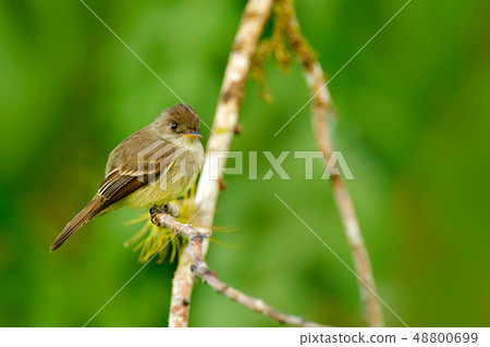 ochre-bellied flycatcher, Mionectes oleagineus 48800699