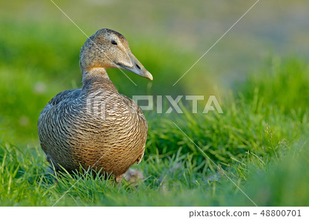 Eider, Somateria mollissima, hidden in the grass 48800701