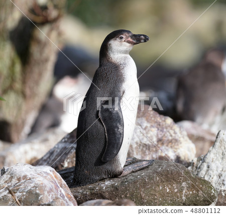 Pinguin in captivity Pinguin in captivity 48801112