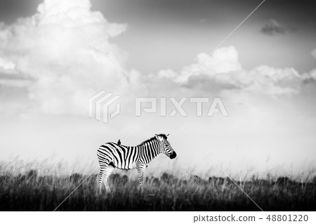 Black and white Africa. Zebra with stormy dark sky Black and white Africa. Zebra with stormy dark sky 48801220