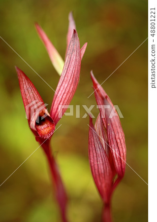 Serapias apulica Apulian Tongue-orchid Serapias apulica Apulian Tongue-orchid 48801221