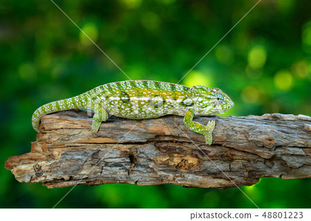 Carpet chameleon, Furcifer lateralis Carpet chameleon, Furcifer lateralis 48801223