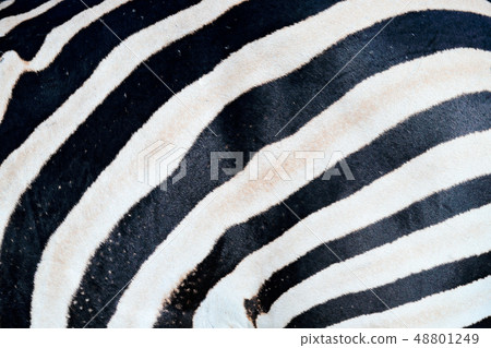 Zebra close-up detail of fur coat, art view 48801249