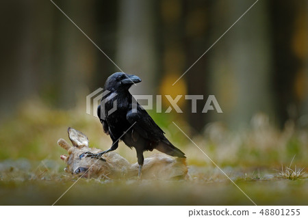 Raven with dead European Roe Deer Raven with dead European Roe Deer 48801255