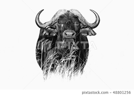 African Buffalo, Cyncerus cafer, in the grass African Buffalo, Cyncerus cafer, in the grass 48801256