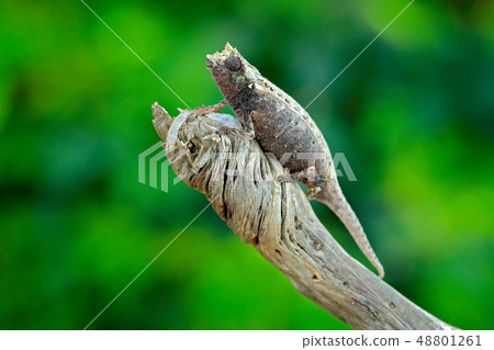 Brookesia thieli, Thiel's Pygmy-Chameleon Brookesia thieli, Thiel's Pygmy-Chameleon 48801261