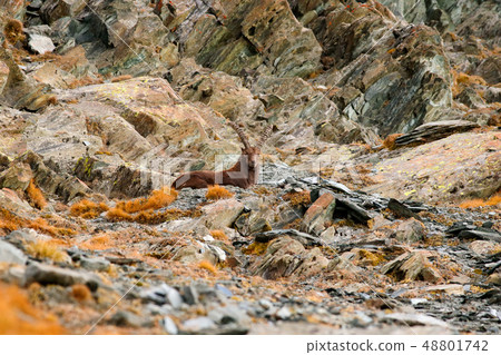 Alpine Ibex, Capra ibex, hiding on the rocky hill 48801742