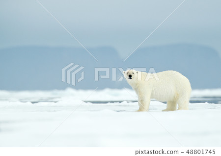 Dangerous polar bear walking on the ice 48801745