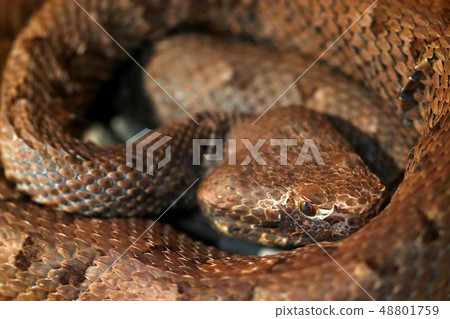 Slender hognosed pitviper, Porthidium ophryomegas Slender hognosed pitviper, Porthidium ophryomegas 48801759