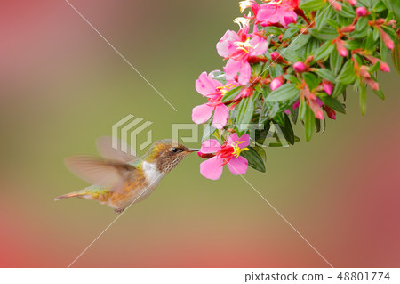Volcano Hummingbird, animal with pink flower 48801774