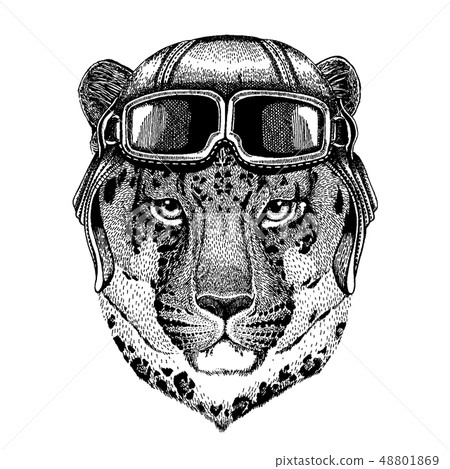 Animal wearing aviator helmet with glasses. Vector picture. Wild cat Leopard Cat-o'-mountain Panther Animal wearing aviator helmet with glasses. Vector picture. Wild cat Leopard Cat-o'-mountain Panther 48801869