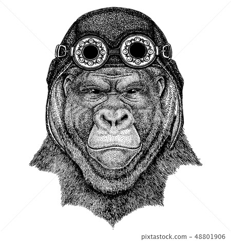 Cute animal wearing motorcycle, aviator helmet Gorilla, monkey, ape Frightful animal Hand drawn 48801906