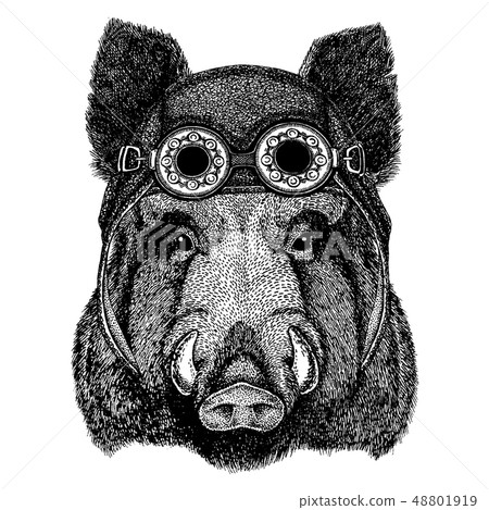 Cute animal wearing motorcycle, aviator helmet 48801919