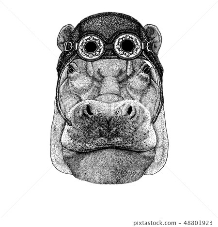 Cute animal wearing motorcycle, aviator helmet Hippo, Hippopotamus, behemoth, river-horse 48801923