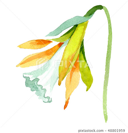 Yellow narcissus floral botanical flower. Watercolor background set. Isolated narcissus illustration Yellow narcissus floral botanical flower. Watercolor background set. Isolated narcissus illustration 48801959