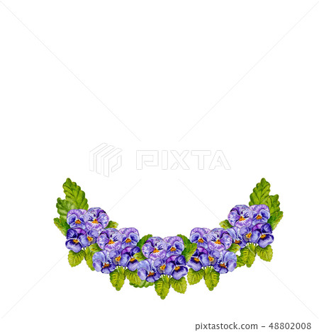 Watercolor drawing of pansies. 48802008
