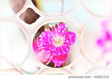 紅醪 紅醪 48802323