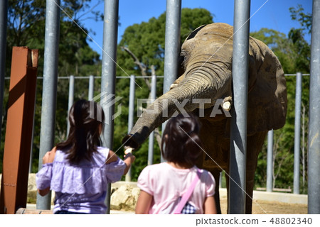 Feeding elephants 48802340