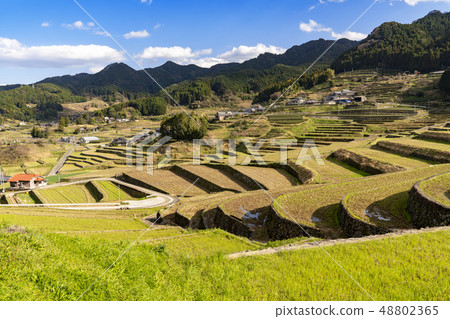 [長崎縣] Oniki Tanada 48802365