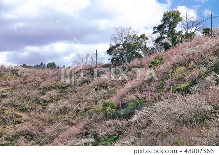 [Kanao Bairin] Kitasogi, Nishiyoshino-cho, Gojo City, Nara Prefecture 48802366