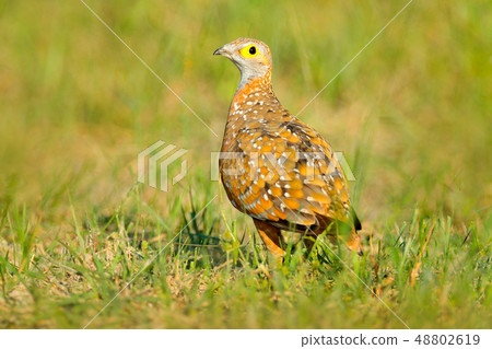 Spurfowl, yellow eye francolin found in Okavango Spurfowl, yellow eye francolin found in Okavango 48802619