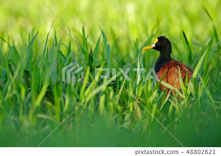 Northern Jacana, Jacana spinosa, wader bird Northern Jacana, Jacana spinosa, wader bird 48802621