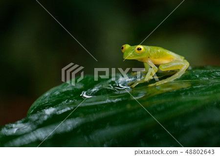 Fleschmann Glass Frog, in nature habitat Fleschmann Glass Frog, in nature habitat 48802643