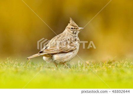 Crested Lark, Galerida cristata, in the grass Crested Lark, Galerida cristata, in the grass 48802644