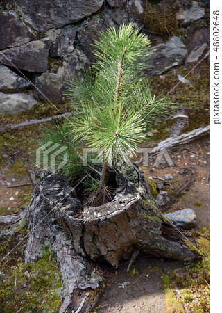 Myoshinji Temple 48802648