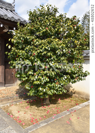 Myoshinji寺 Myoshinji寺 48802652