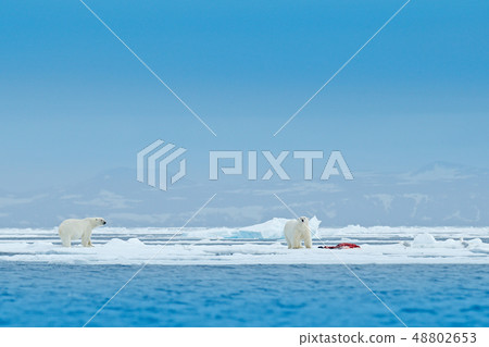 Two Polar bears on drift ice edge with snow 48802653