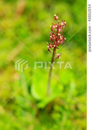 Listera cordata, Lesser Twayblade Listera cordata, Lesser Twayblade 48802654