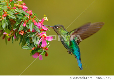 Hummingbird with pink flower. 48802659