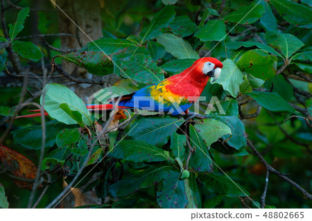 Red parrot Scarlet Macaw, Ara macao Red parrot Scarlet Macaw, Ara macao 48802665